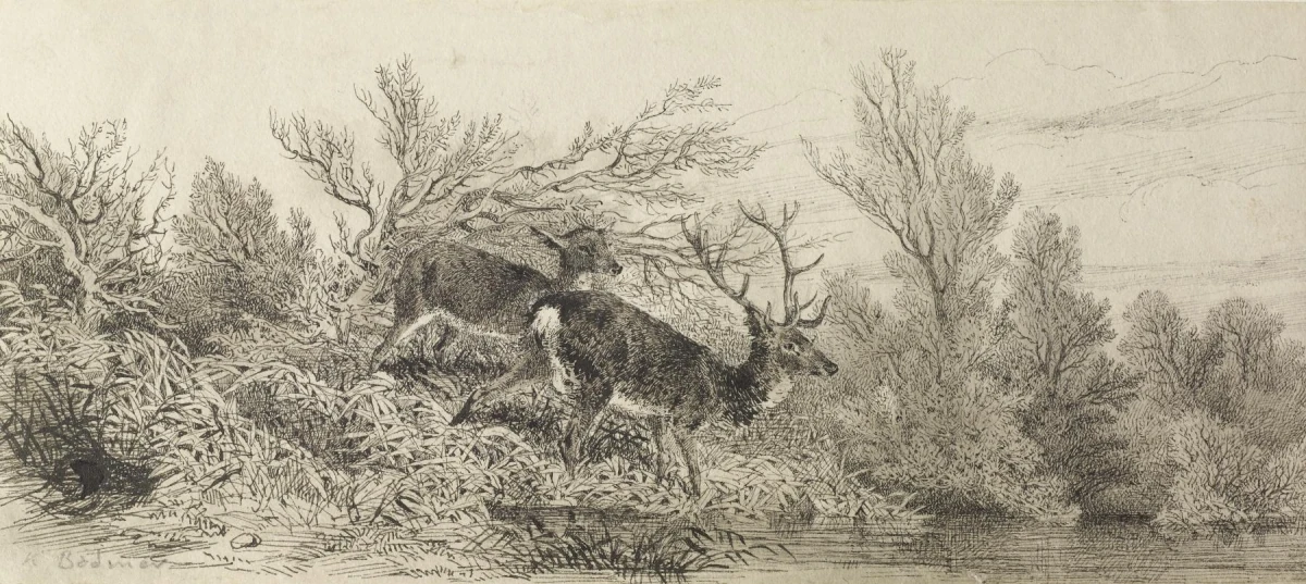 Cerf dans les bois — Karl Bodmer (1809) — pencil on paper, Walters Art Museum, Baltimore