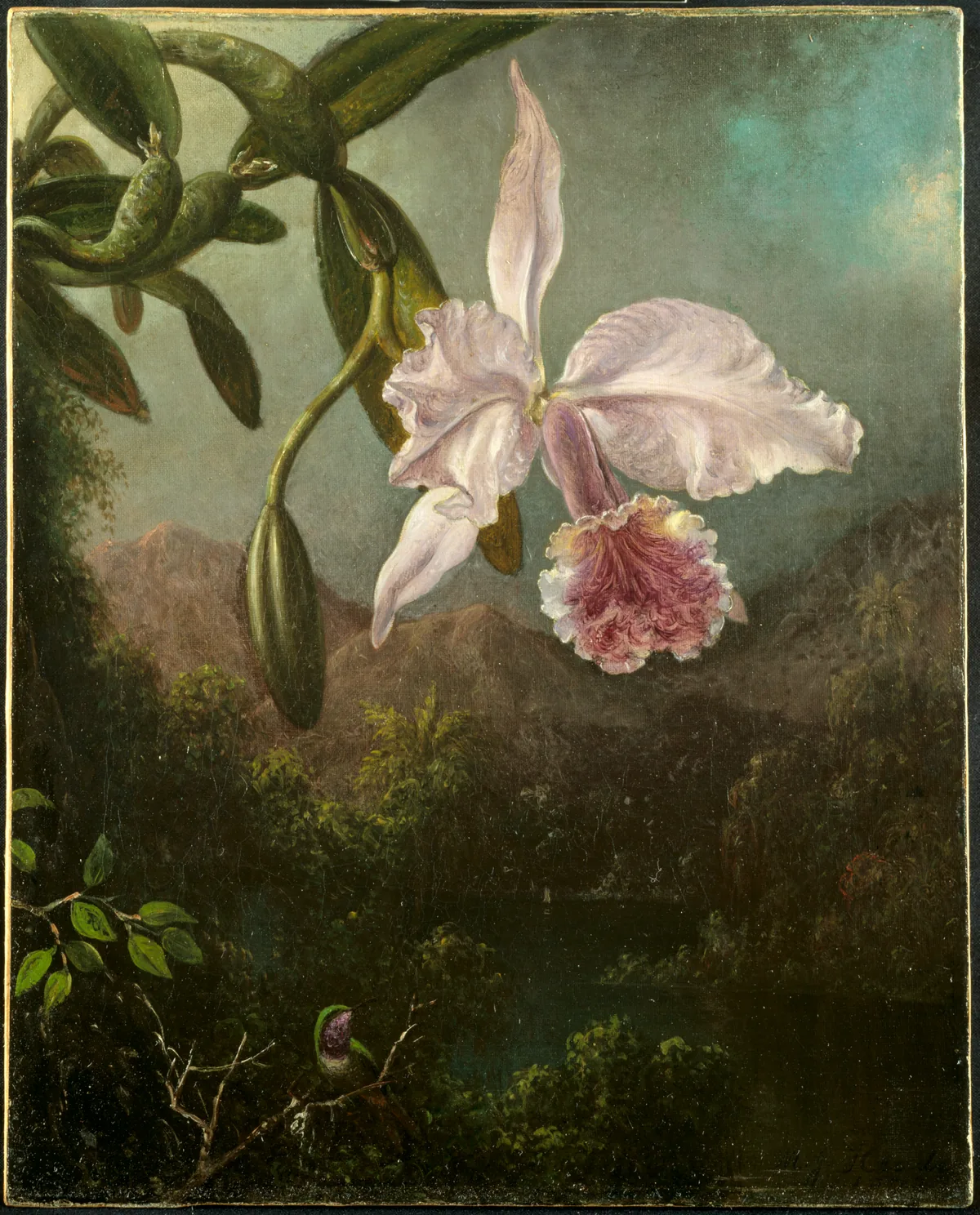 Orchid Blossoms — Martin Johnson Heade (1873) — oil on canvas, Cleveland Museum of Art