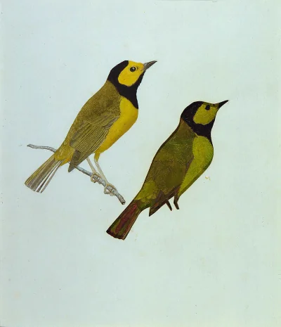 Parulines à capuchon (étude pour le livre La Coloration protectrice dans le règne animal) — Thayer, Gladys, Thayer, Gerald H (1900) — Paintings, Smithsonian