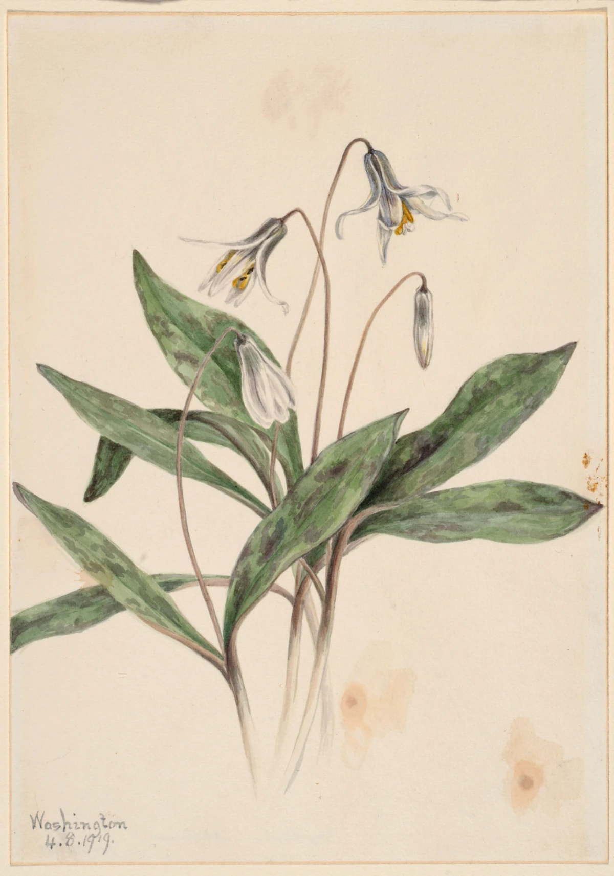 White Troutlily (Erythronium albidum) — Walcott, Mary Vaux (1910) — Paintings, Smithsonian