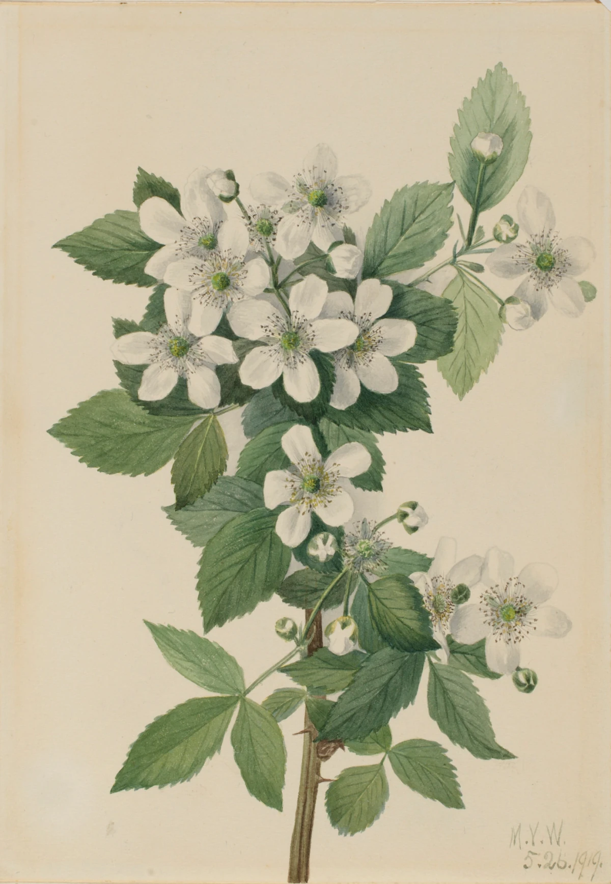 Highbush Blackberry (Rubus argutus) — Walcott, Mary Vaux (1910) — Paintings, Smithsonian