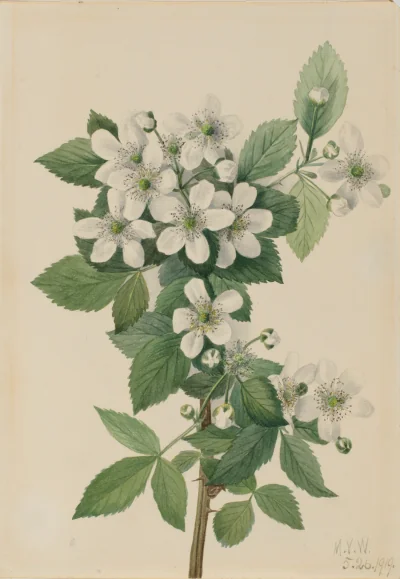 La Mûre à buisson haut (Rubus argutus) — Walcott, Mary Vaux (1910) — Paintings, Smithsonian