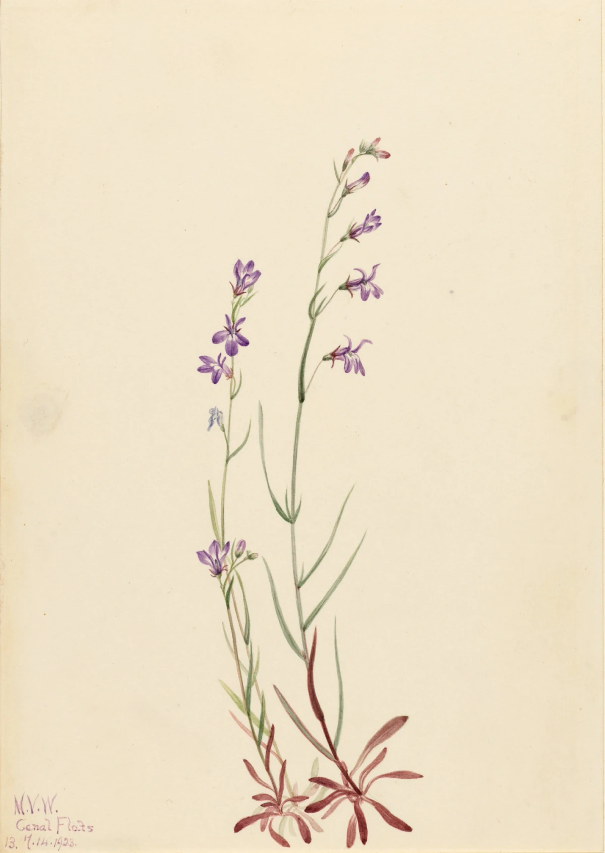 Brook Lobelia (Lobelia kalmii) — Walcott, Mary Vaux (1920) — Paintings, Smithsonian