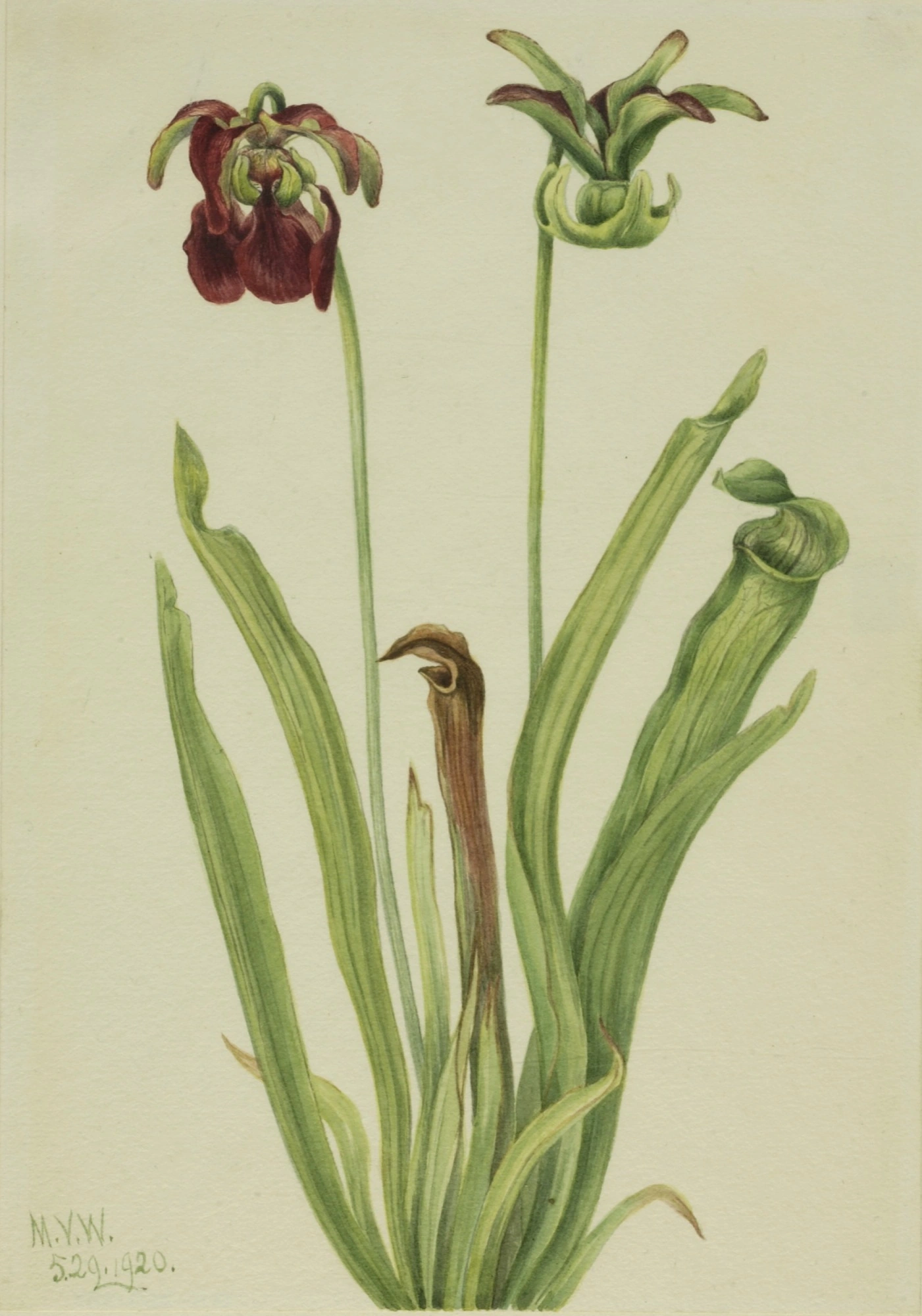 Sarracénie douce (Sarracenia rubra)