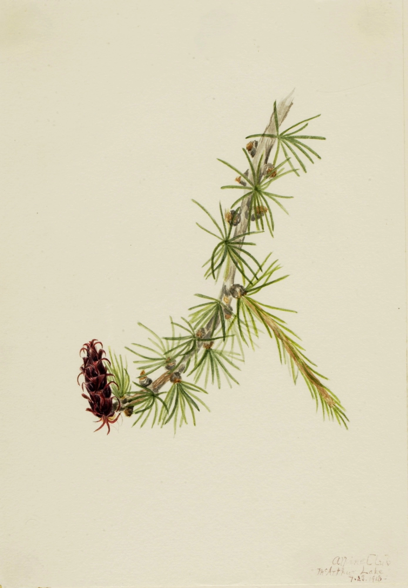 Mélèze de Lyall (Larix lyallii)