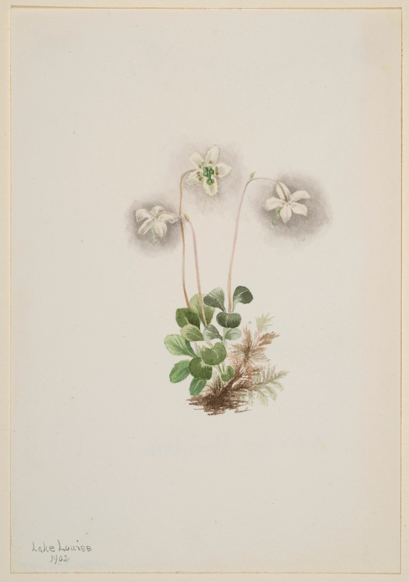 Nymphe des bois (Moneses uniflora)