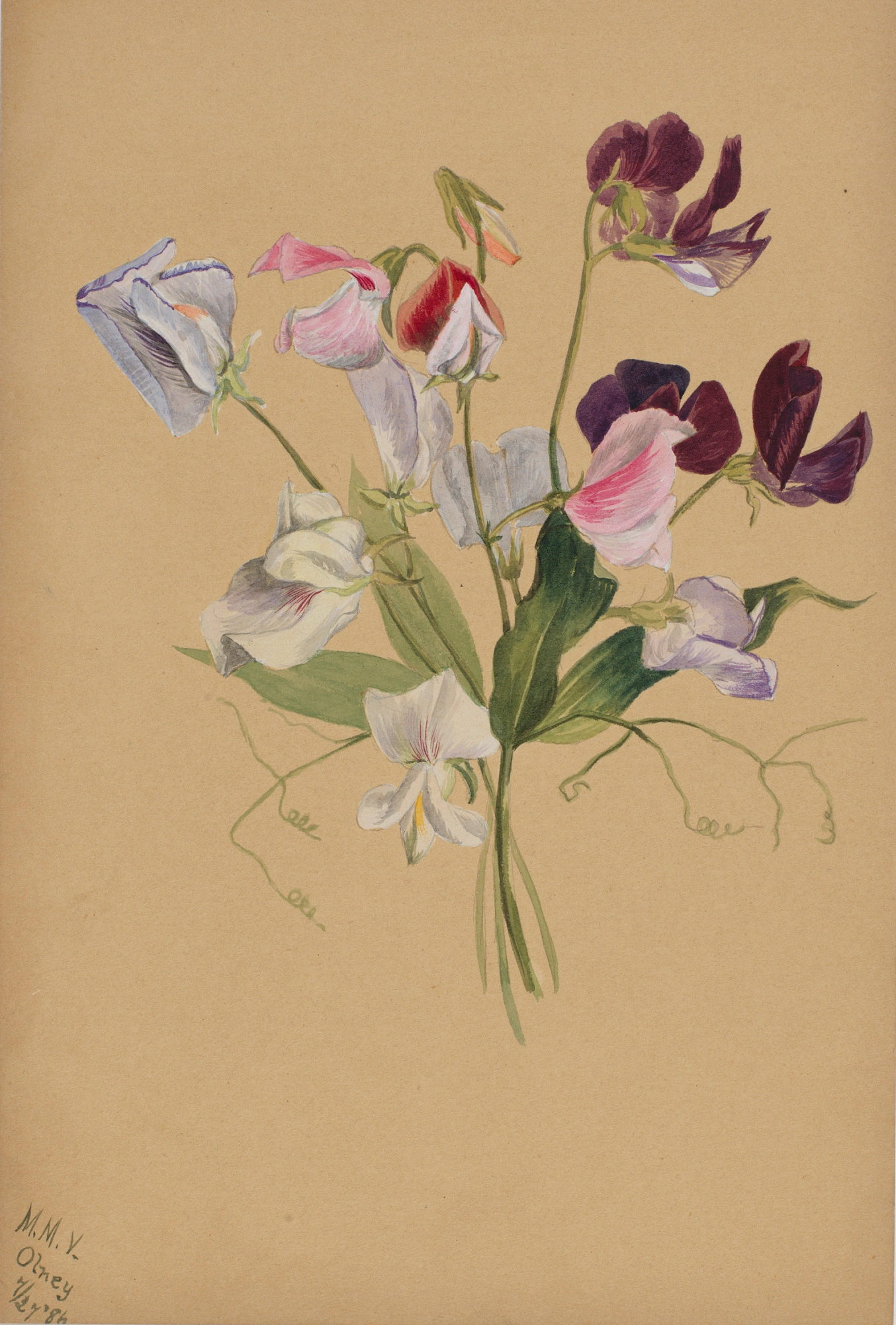 (Sans titre -- Étude de fleurs)