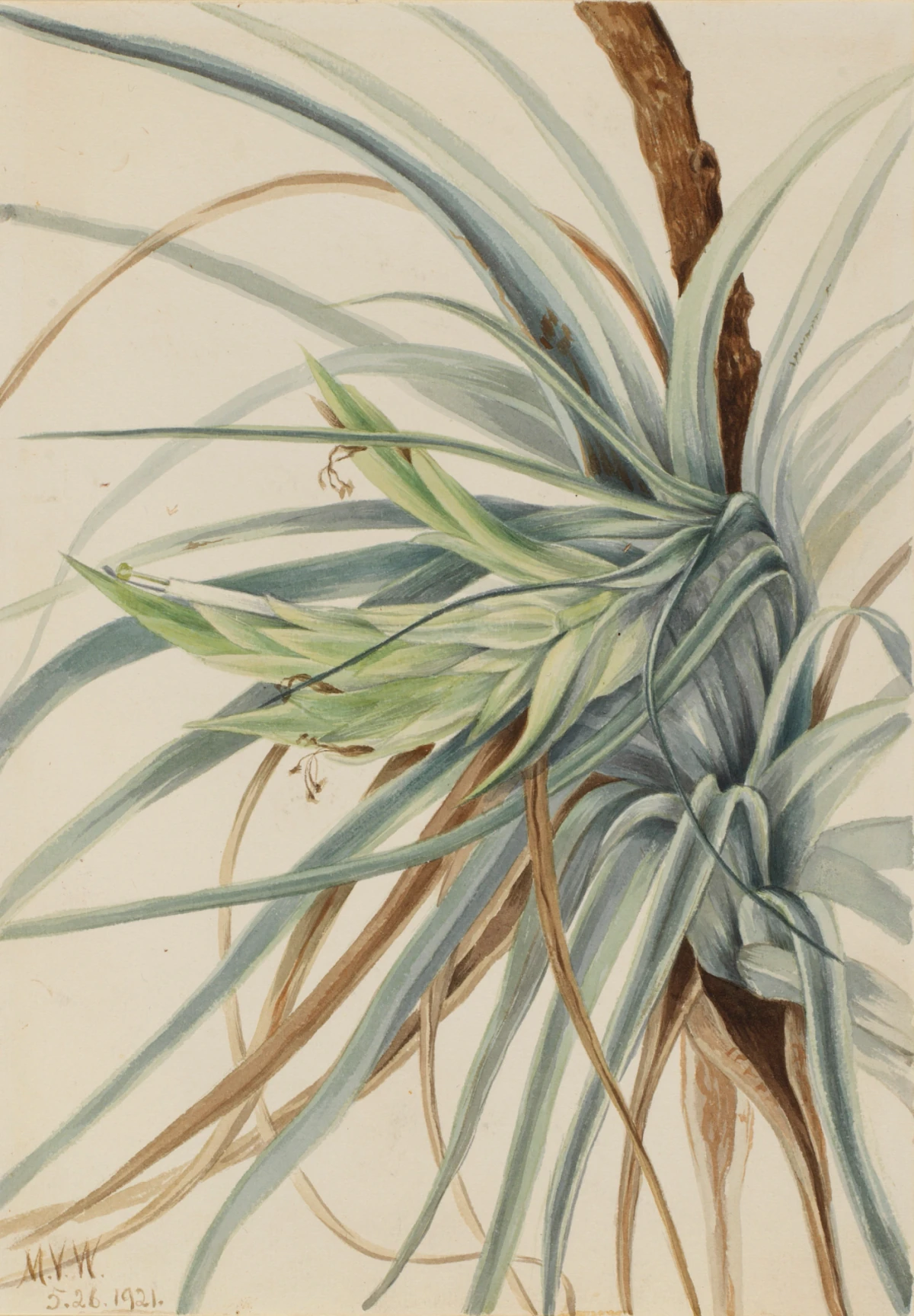 Wild Pineapple (Tillandsia fasciculata) — Walcott, Mary Vaux (1920) — Paintings, Smithsonian