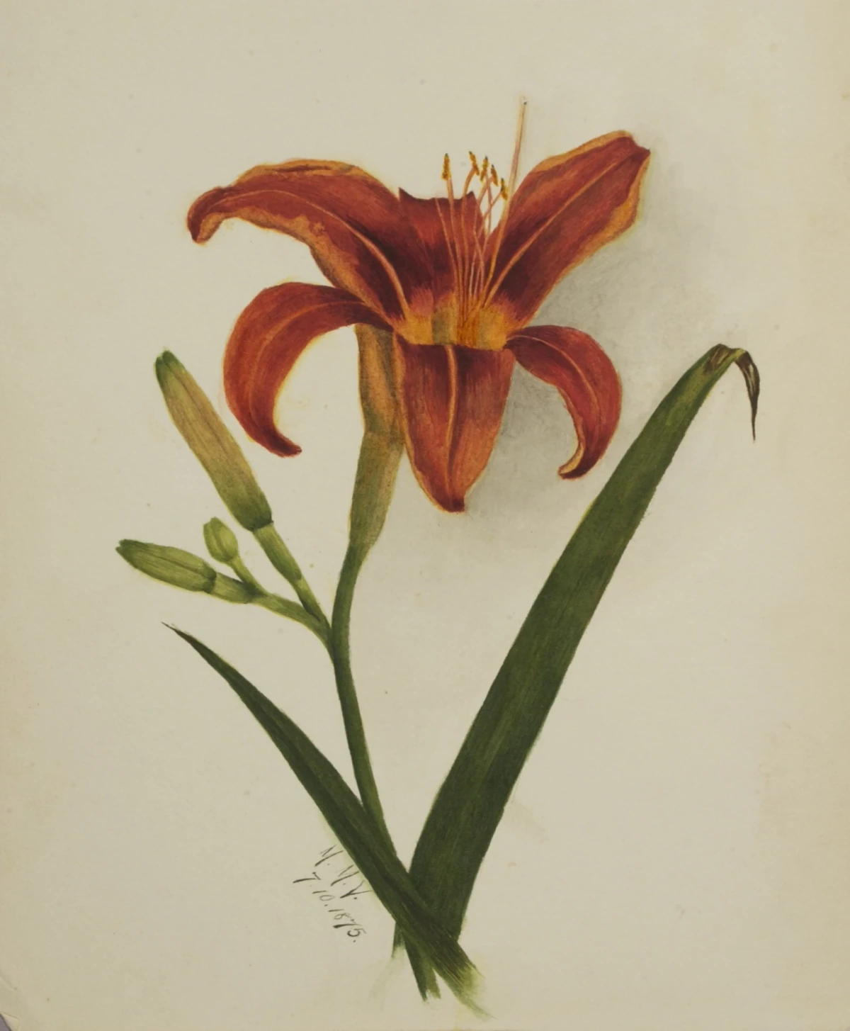Untitled (Lily) — Walcott, Mary Vaux (1870) — Paintings, Smithsonian