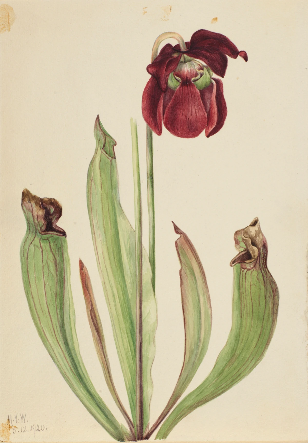 Sarracénie hybride (Sarracenia rubra x purpurea venosa) — Walcott, Mary Vaux (1920) — Paintings, Smithsonian