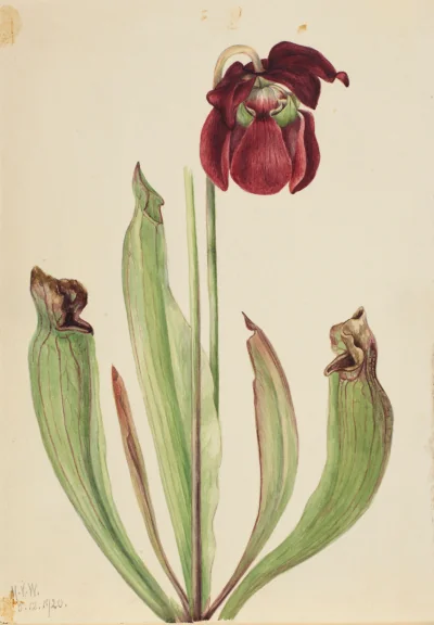 Sarracénie hybride (Sarracenia rubra x purpurea venosa) — Walcott, Mary Vaux (1920) — Paintings, Smithsonian