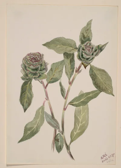 Saule (Salix) — Walcott, Mary Vaux (1900) — Paintings, Smithsonian