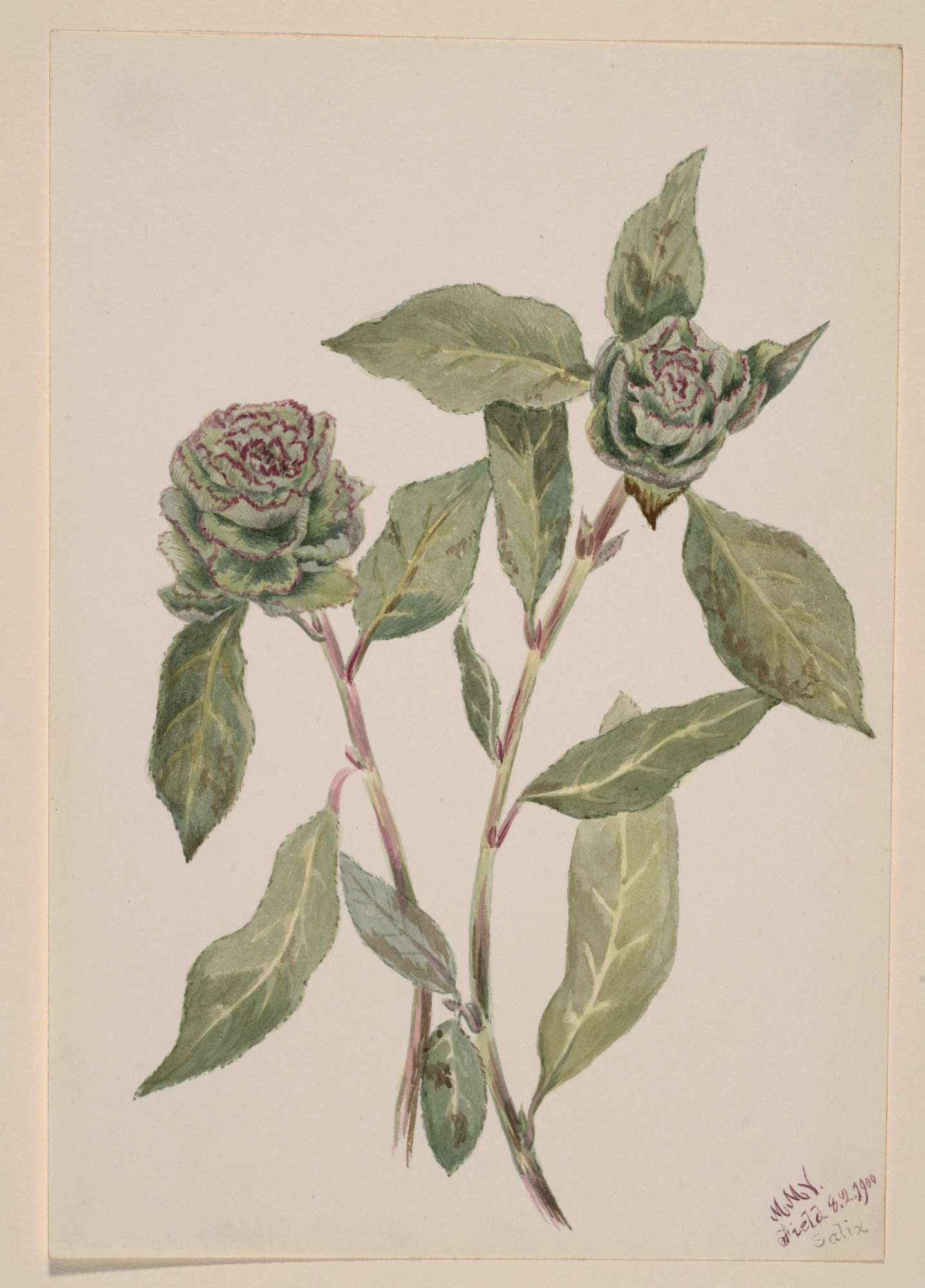 Saule (Salix)